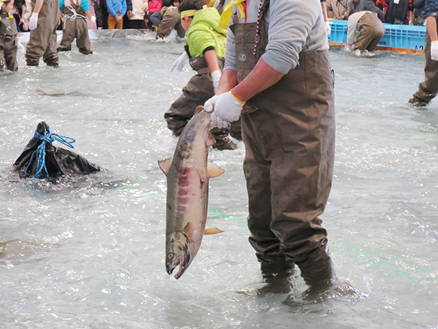 山田の鮭まつり