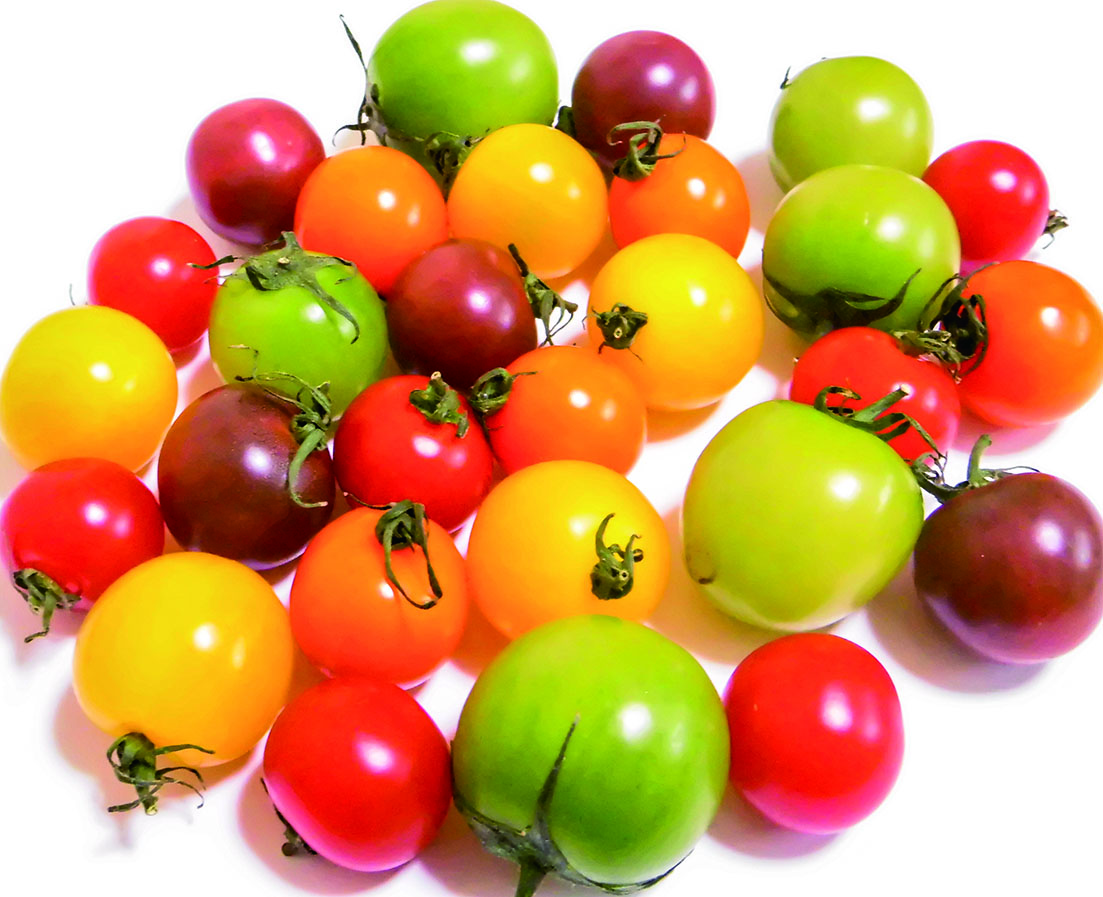 夏の土日限定! いわき農園の5色のミニトマト狩り