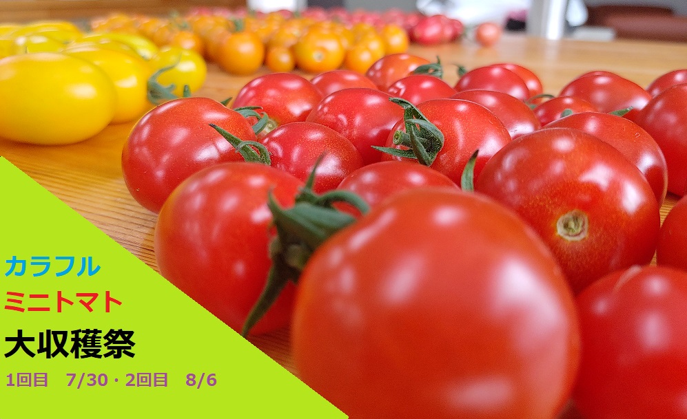 期間限定　いわき農園 ミニトマト大収穫祭!