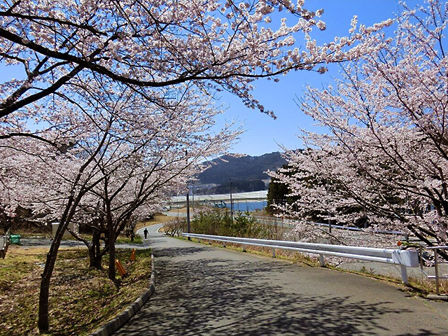 船越家族旅行村の桜