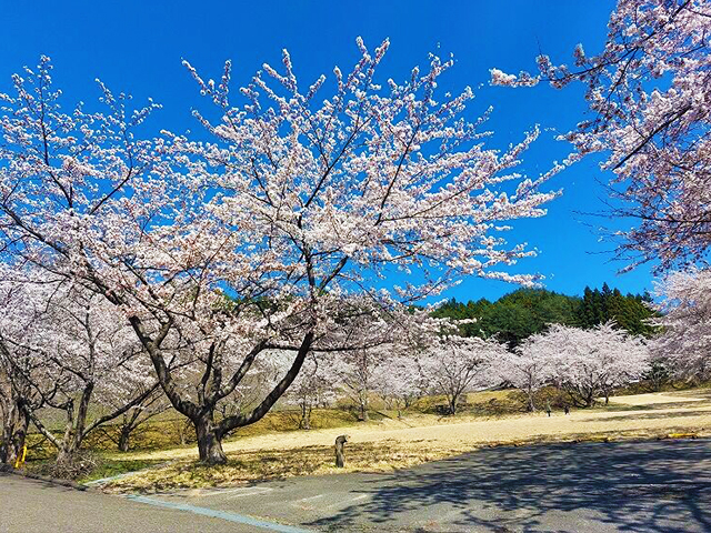 船越家族旅行村の桜