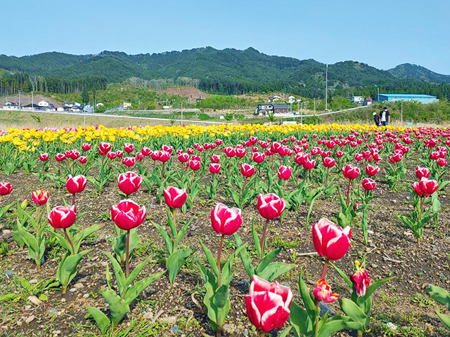 船越公園のチューリップ