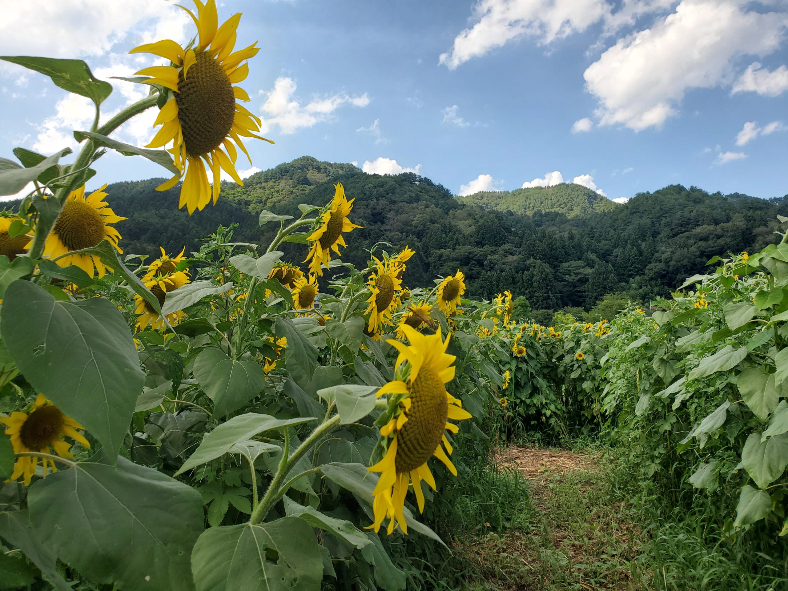 いわき農園　夏野菜の収穫体験