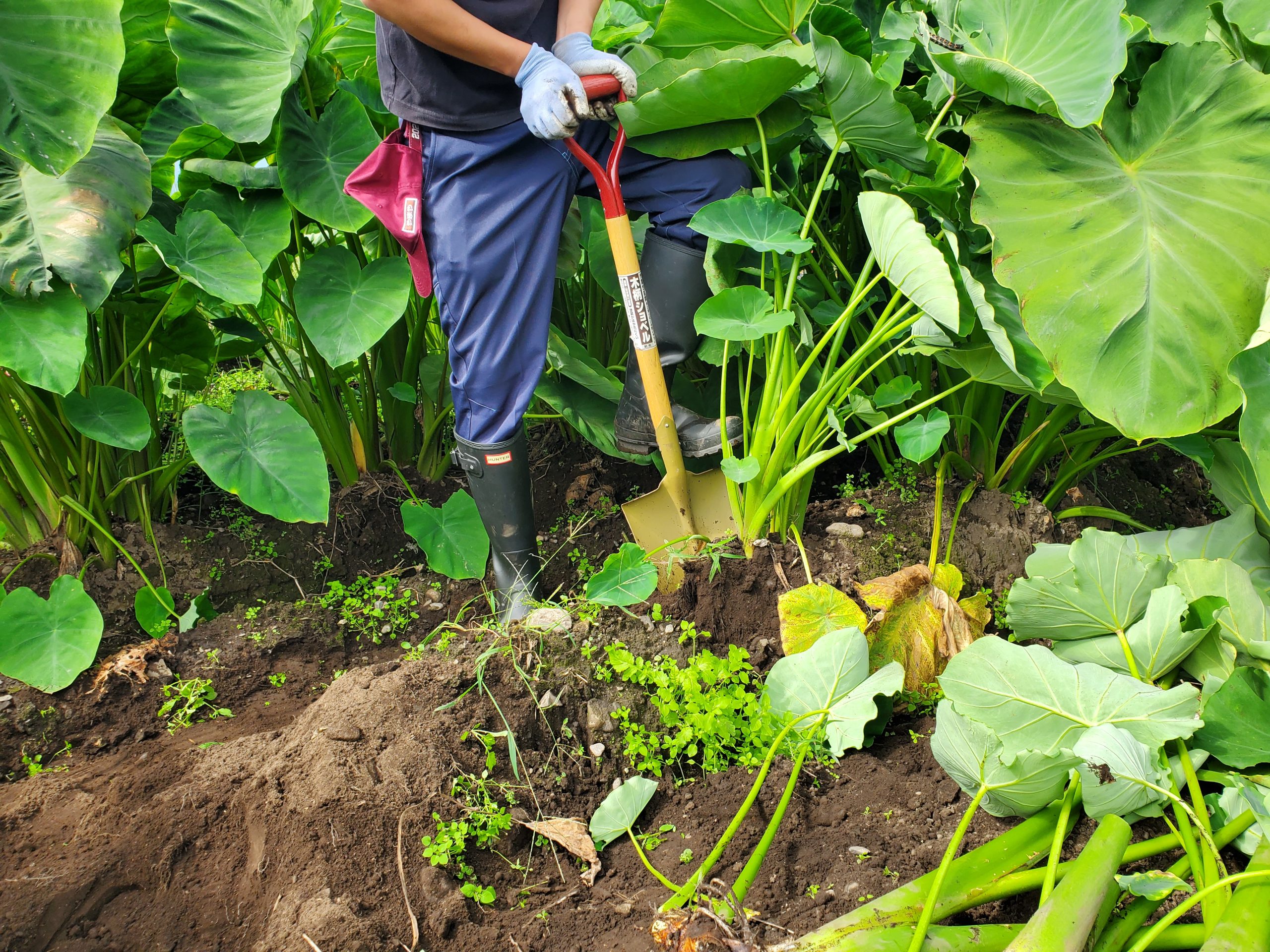 いわき農園　秋野菜の収穫体験