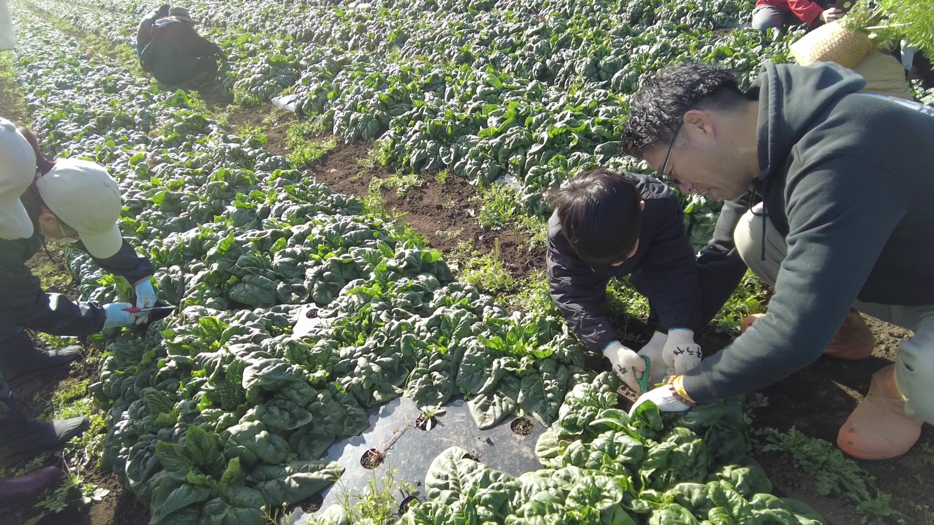 いわき農園　冬野菜の収穫体験