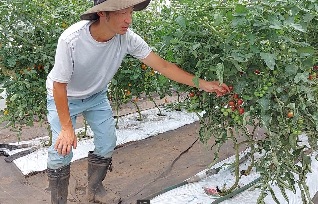 いわき農園　夏野菜の収穫体験