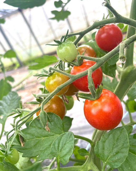 いわき農園　夏野菜の収穫体験